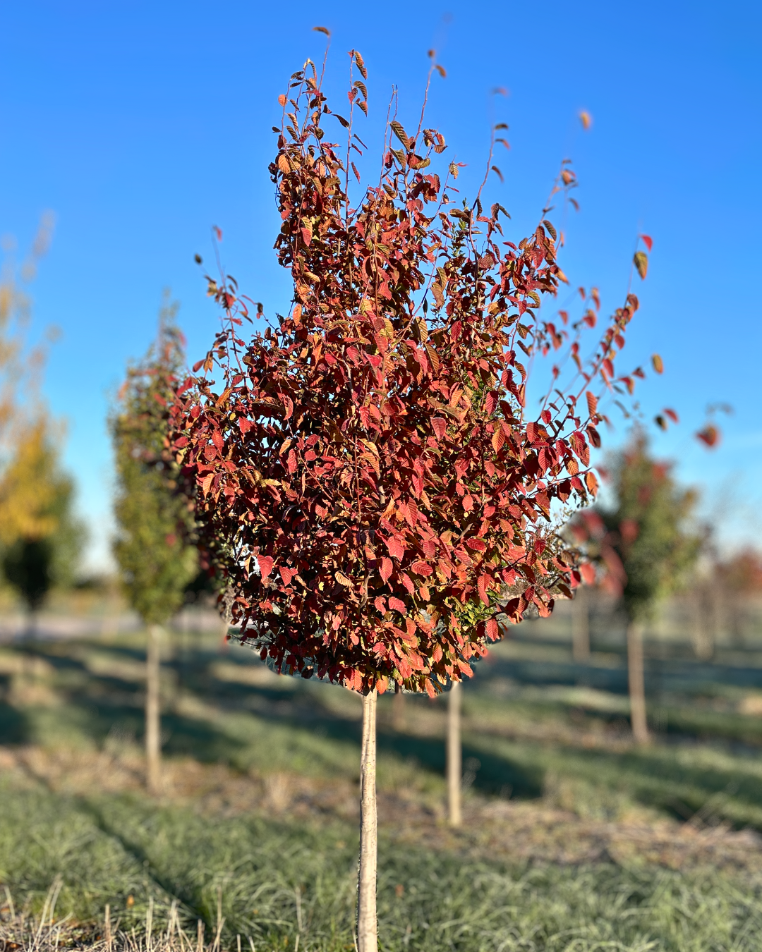 American Hornbeam in autumn with vibrant red-orange fall color.